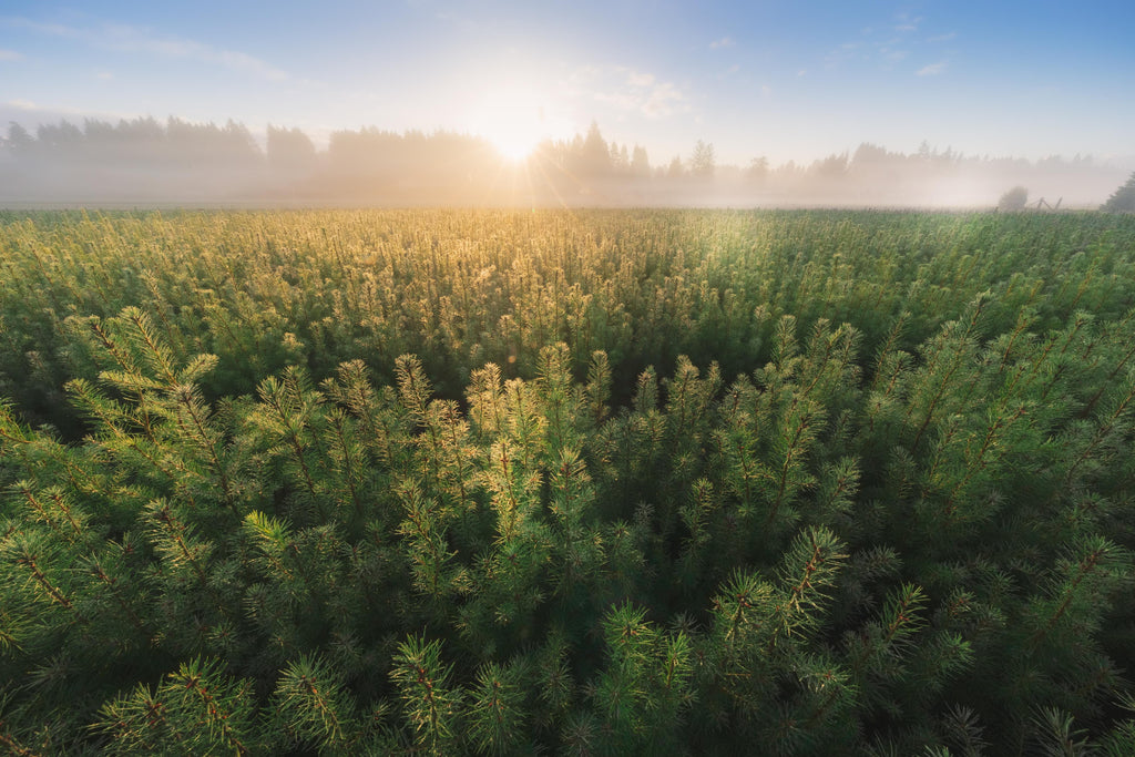 Mast reforestation project funded to remove carbon from the atmosphere